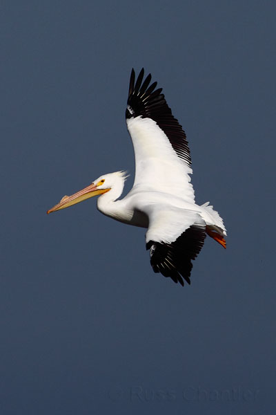 White Pelican © Russ Chantler